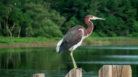 Heron on a post Stock Footage 26833410