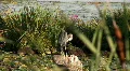 heron preening HD Footage