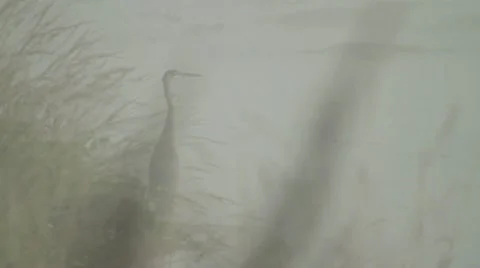 Heron Preening in the mist Vidéo 11820293