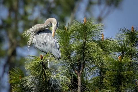 Heron preens itself in a tree. Stock Photos