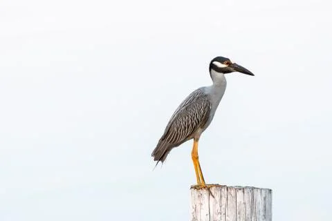 A heron in profile isolated on a post. Stock Photos