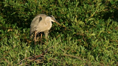 Heron purched on and eating tree Stock Footage 91753612