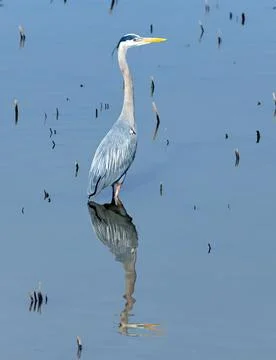 Heron Reflected in Calm Waters Fotos de archivo