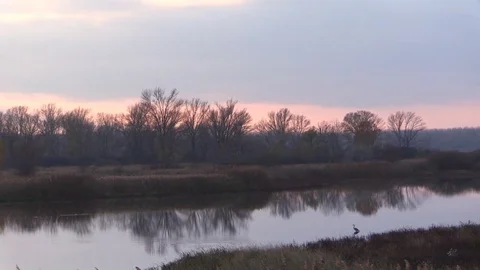 Heron reflecting in the marshland in the sunset Stock Footage 83174883