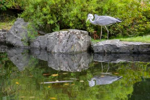 Heron reflection Stock Photos