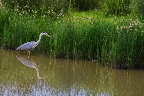 Heron reflection Stock Photos