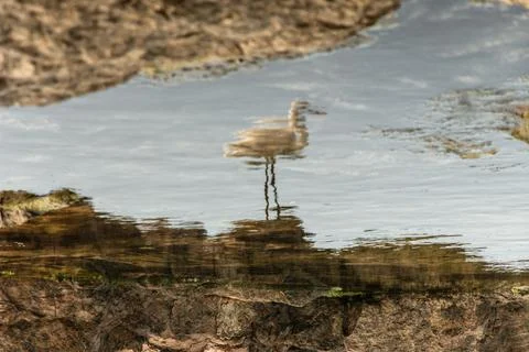 Heron Reflection in a Puddle Stock Photos