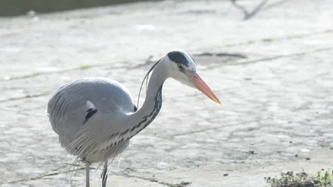 Heron resting motionless under the sun in a Tuscan garden Stock Footage 316973667