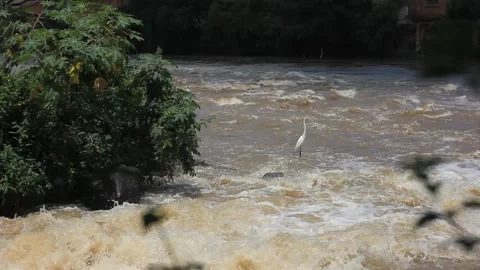 A heron rests in Piracicaba that river flows in the counry side of São Paulo sta Stock-Footage 146671827