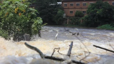 A heron rests in Piracicaba that river flows in the counry side of São Paulo sta Stock-Footage 146672162