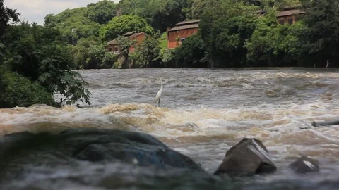 A heron rests in Piracicaba that river flows in the counry side of São Paulo sta Stock Footage 146672258