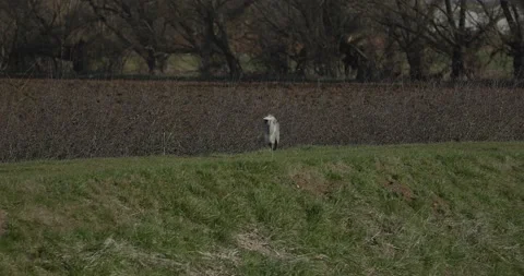 Heron on the River Bank Stock Footage 170134618
