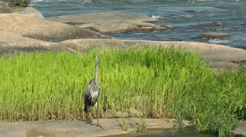 Heron on river rock Stock Footage 11019929