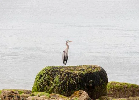 Heron on a rock Stock Photos