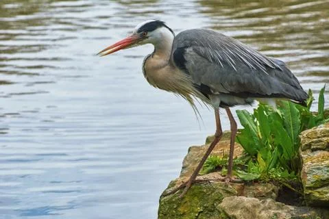 Heron on the Rock Stock Photos