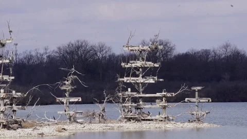 Heron Rookery 스톡 동영상 86491228