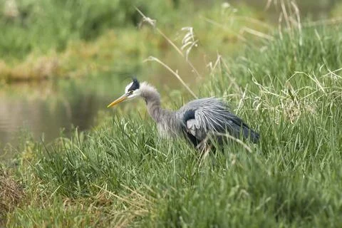 Heron runffles its feathers. Stock Photos