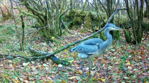 Heron scoots in front of the camera deliberately. Isle of Skye Stock-Footage 293200446
