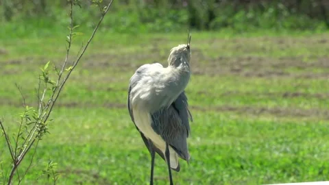 Heron scratching in a field Stock Footage 148270917