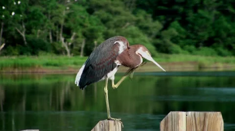 Heron scratching his head Stock Footage 26834507