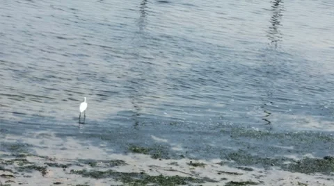 Heron to the sea Stock Footage 8561869