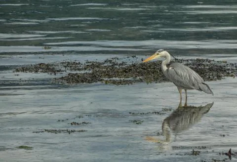 Heron in the sea Stock Photos