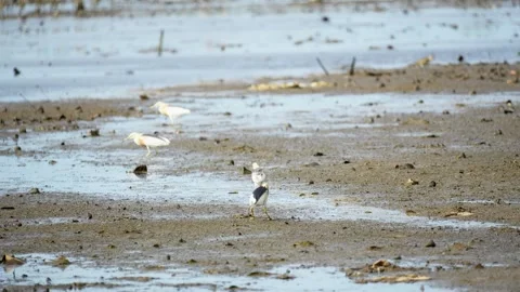Heron Searching for Fish in a River Stock Footage 327964697