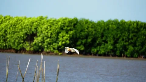 Heron Searching for Fish in a River Stock Footage 327965446