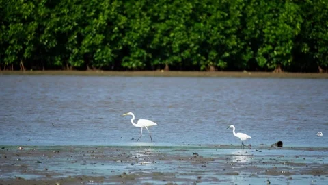 Heron Searching for Fish in a River Stock Footage 327965819