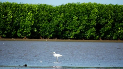 Heron Searching for Fish in a River Stock Footage 327965950