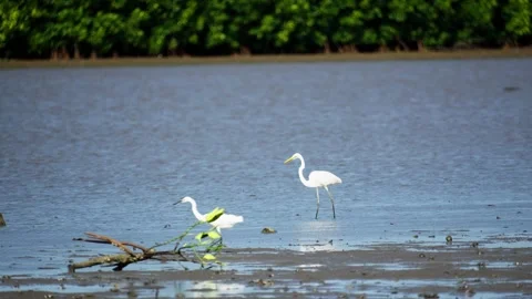 Heron Searching for Fish in a River Stock Footage 327966376