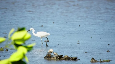 Heron Searching for Fish in a River Video stock 327967256