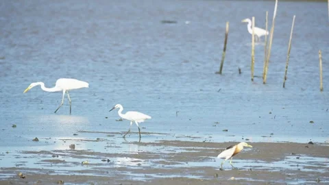 Heron Searching for Fish in a River Stock Footage 327967272