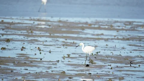Heron Searching for Fish in a River Stock Footage 327967357