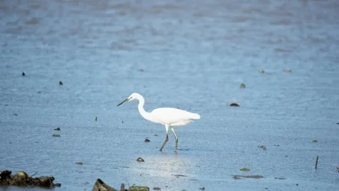Heron Searching for Fish in a River Video stock 327967429