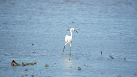 Heron Searching for Fish in a River Stock Footage 327967618