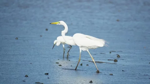 Heron Searching for Fish in a River Stock Footage 327967919