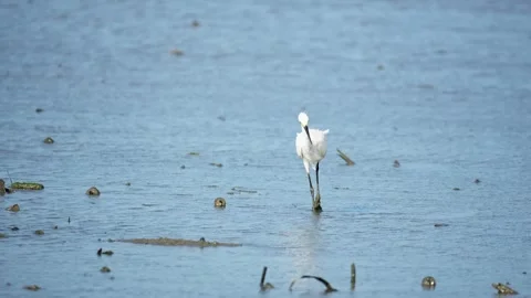 Heron Searching for Fish in a River Stock Footage 327967951