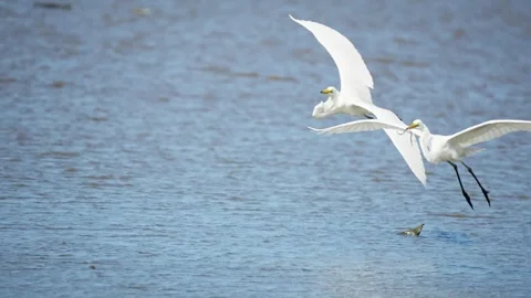 Heron Searching for Fish in a River Stock Footage 327967981