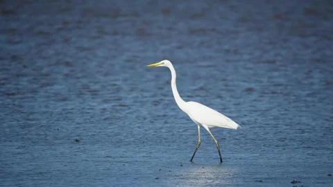 Heron Searching for Fish in a River Video stock 327968000