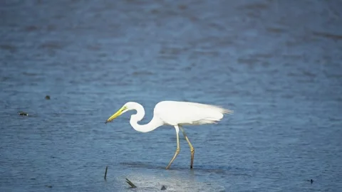 Heron Searching for Fish in a River Stock Footage 327968124