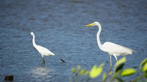 Heron Searching for Fish in a River Stock Footage 327968216