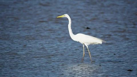 Heron Searching for Fish in a River Stock Footage 327968217