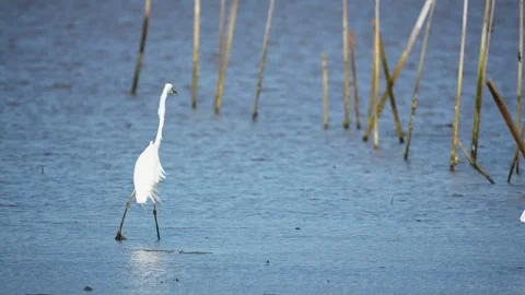 Heron Searching for Fish in a River Video stock 327970385