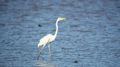 Heron Searching for Fish in a River Stock Footage 327971183