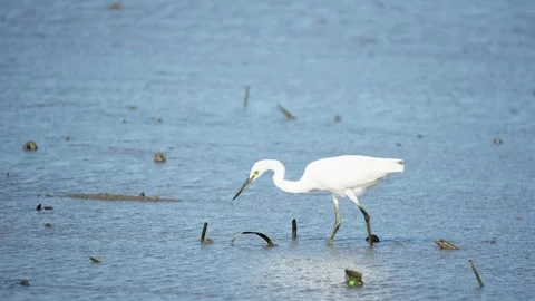 Heron Searching for Fish in a River Stock Footage 327971247