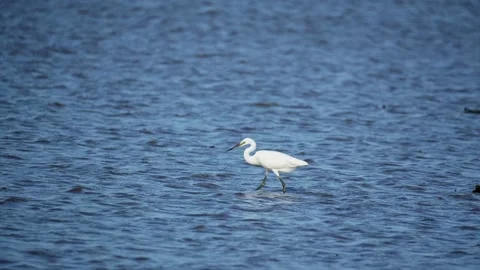 Heron Searching for Fish in a River Stock Footage 327971265