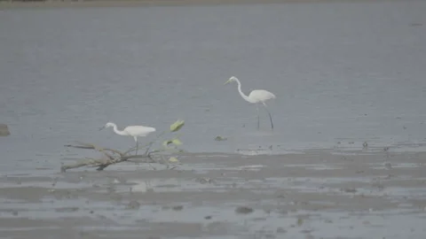 Heron Searching for Fish in a River S log 3 10bit 422 Stock Footage 328131925