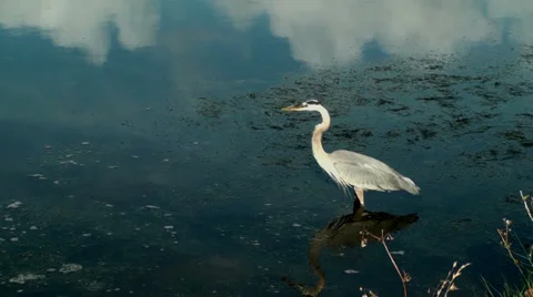 Heron searching for a fish in the shallows Stock Footage 32786025
