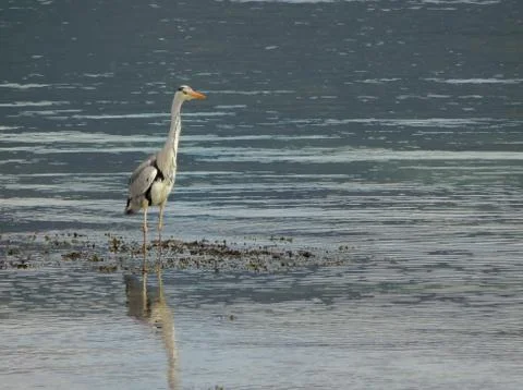Heron on seashore Stock Photos
